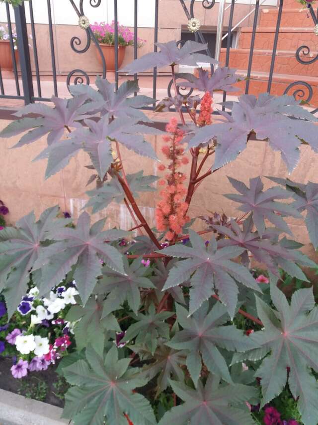 Гостиница Гостевой домик Старый Оскол-14